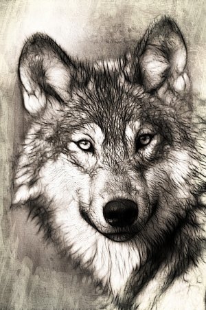 wolf-portrait-head-predator-canidae-canis-lupus-1.jpg