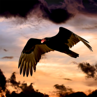 HellBird